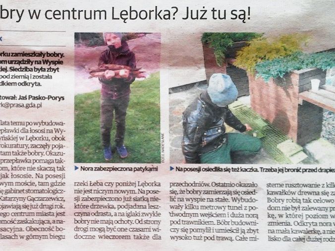 Bobry w centrum Lęborka? Już tu są!