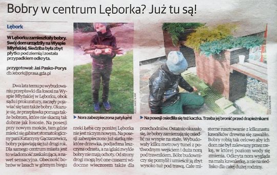 Bobry w centrum Lęborka? Już tu są!